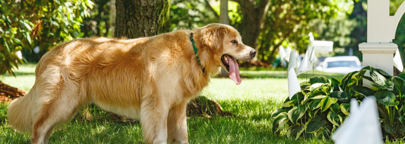 DogWatch of Evansville, Evansville, Indiana | Outdoor Hidden Dog Fences Slider Image