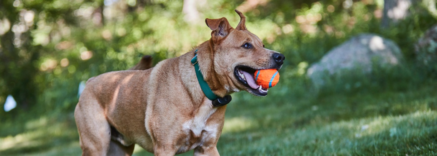 DogWatch of Evansville, Evansville, Indiana | ProFenceX Slider Image